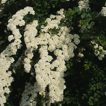 Spiraea nipponica 'Gelspir '(‘White Carpet’) ®