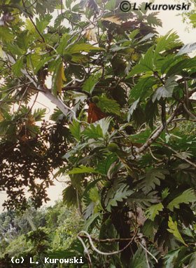 Artocarpus altillis