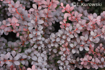 Barberry, 'Dart’s Red Lady' Japanese barberry