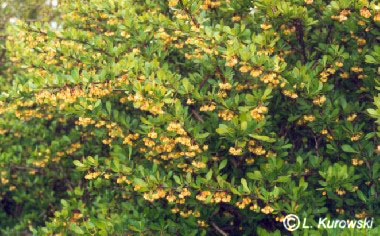 Barberry, Japanese barberry