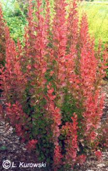 Barberry, 'Red Pillar' Japanese barberry
