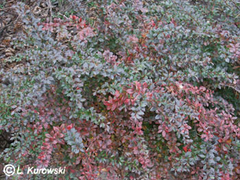 Barberry, 'Red Jewel' Barberry