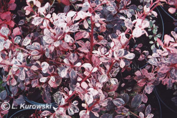Barberry, 'Harlequin' Japanese barberry