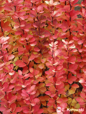 Barberry, 'Maria' ® Japanese barberry