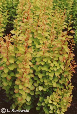 Barberry, 'Maria' ® Japanese barberry