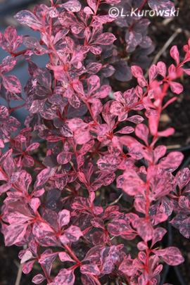 Barberry, 'Pink Queen' Japanese barberry