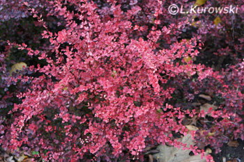 Barberry, 'Pink Queen' Japanese barberry