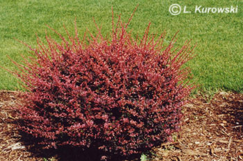 Barberry, 'Rose Glow' Japanese barberry