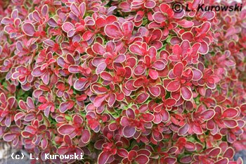 Barberry, 'Admiration' ® Japanese barberry