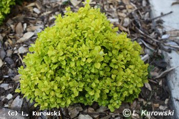 Barberry, 'Tiny Gold' ® Japanese barberry