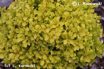 Barberry, 'Tiny Gold' ® Japanese barberry