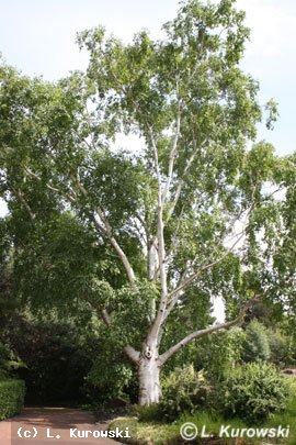 Birch, 'Doorenbos' West Himalayan birch