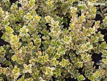 Buxus microphylla 'Golden Triumph'®