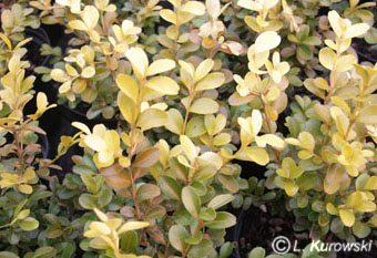 Buxus sempervirens 'Golden China'