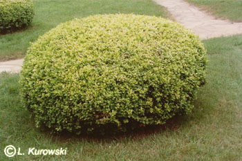 Самшит вечнозеленый ‘Rotundifolia Aurea’