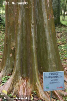 Calycophyllum