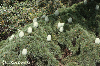 Cedrus brevifolia (Cedrus libani ssp. brevifolia)