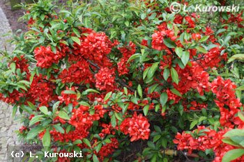 Quince, 'Andeken An Karl Ramcke' Flowering quince