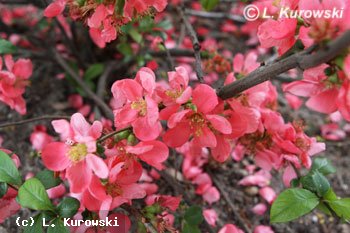 Quince, 'Pink Lady' Flowering quince