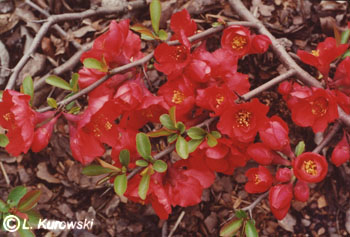 Quince, 'Crimson and Gold' Flowering quince