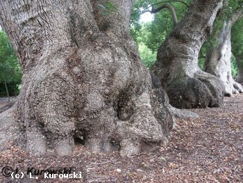 Drzewo kamforowe