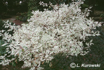 Dogwood, 'Elegantissima' White dogwood