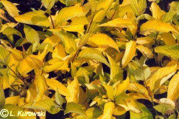 Cornus alba 'Aurea'