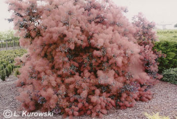 Smoketree, 'Purpureus' European smoketree