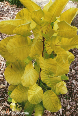 Smoketree, 'Golden Spirit' (‘Ancot’) ® European smoketree