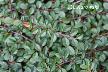 Cotoneaster, 'Mooncreeper' Bearberry cotoneaster