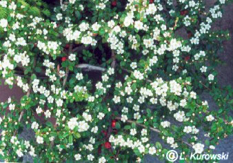 Cotoneaster, Ursynow Cotoneaster
