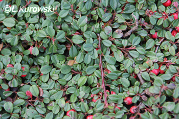 Cotoneaster procumbens (microphyllus) 'Streib's Findling'