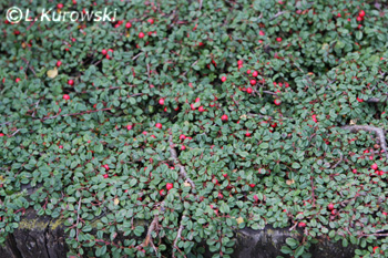 Cotoneaster procumbens (microphyllus) 'Streib's Findling'
