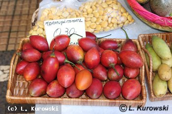 Pomidor drzewiasty, Zgarbka