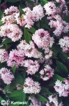 Deutzia hybrida 'Pink Pom-Pom'
