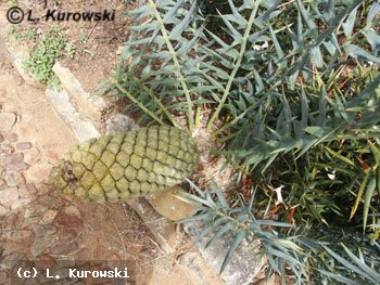 Encephalartos trausvenosus