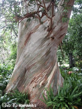 Eucalyptus pauciflora sup. niphophila