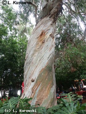 Eucalyptus pauciflora sup. niphophila