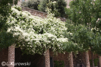 Fleeceflower, Bukhara fleeceflower