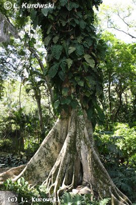 Ficus enormis