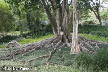 Ficus enormis