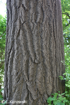 Maidenhair Tree