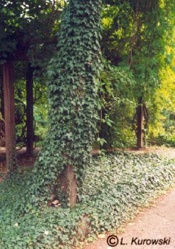 Ivy, 'Hibernica' English ivy