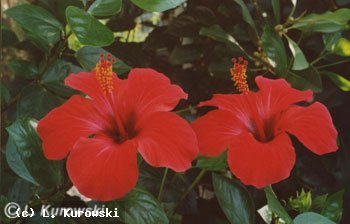 Hibiscus rosa-sinensis 'Scarlet Giant'