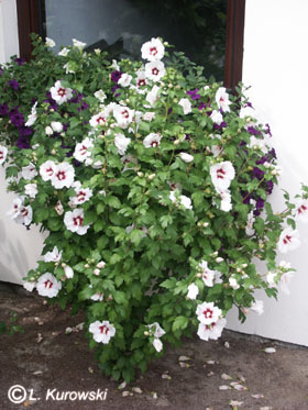 Rose Of Sharon, 'Red Heart' Rose of Sharon