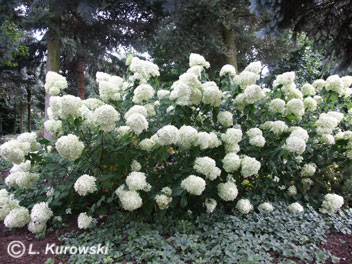 Hydrangea paniculata 'Limelight' ®