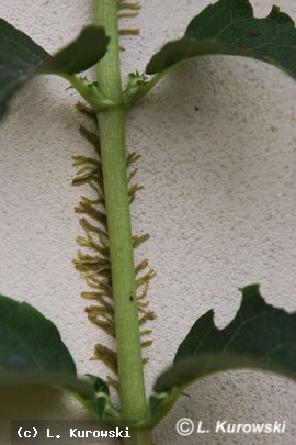 Hydrangea anomala (H. petiolaris)