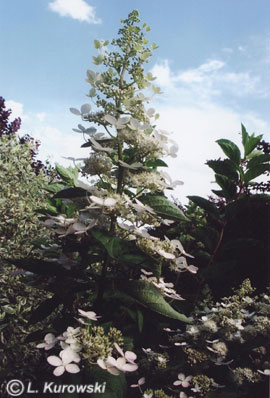 Hydrangea, 'Unique' Panicled hydrangea