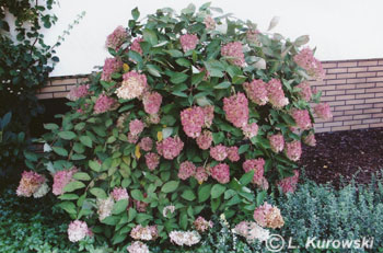 Hortensja bukietowa 'Grandiflora'