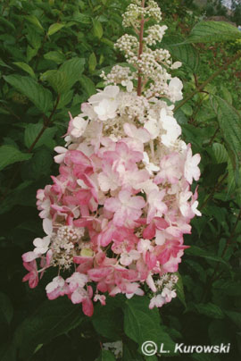 Hydrangea, 'Pinky Winky' Panicled hydrangea